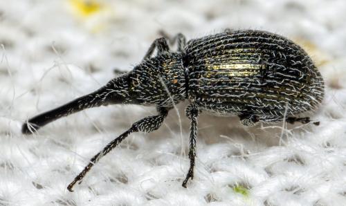 Phrissotrichum tubiferum